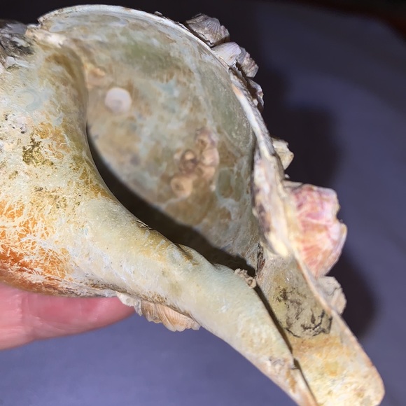 SALE!! True tulip shell with barnacle cluster - Picture 7 of 12